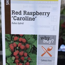 Red Raspberry Plant