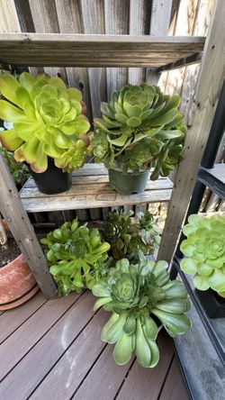 Succulents and seven fingers