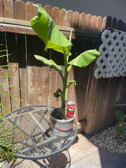 Banana Tree