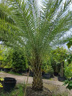 Sylvester Palm 🌴$200 per ft. Of trunk