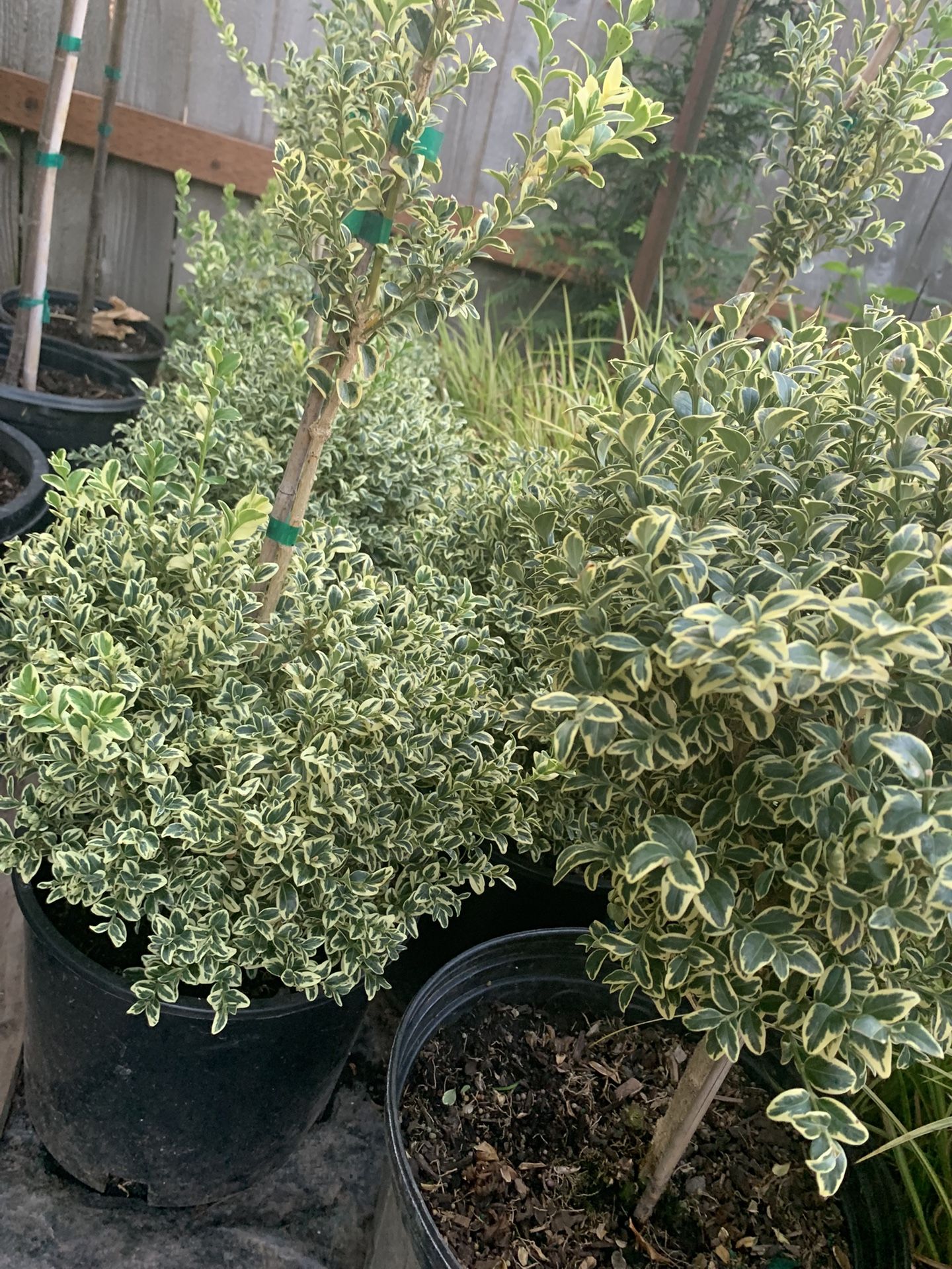 Topiary Boxwood Plants 