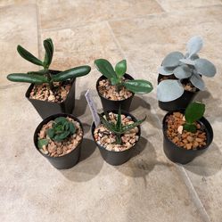 Set of 6 Succulents 