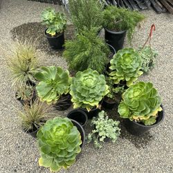 Plantas 