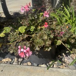 **** Nice Healthy Pink Geranium = Pls Read Description & See my other listing ****