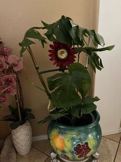 $55 EACH Split leaf monster plant