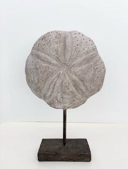 14” Sand Dollar Beach Sea Shell Coastal Home Decor Accent Sculpture