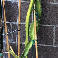 Physical Graffiti dragon  fruit- mature and rooted around 56 inches almost  5ft 