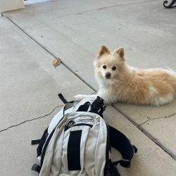 Doggy Backpack