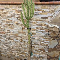 7 Ft. Tall Cactus Plant 