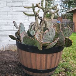 3+ Ft Tall Austin Native Cactus