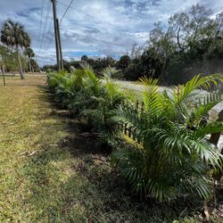 Areca Palms (5 ft)