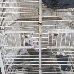 Bird Cage