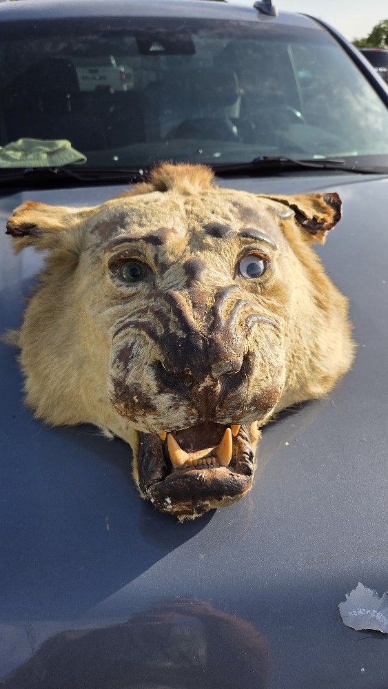 Lion Mount