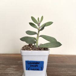Lavender steps, Propeller plant, Easy succulent houseplant 🪻🌱