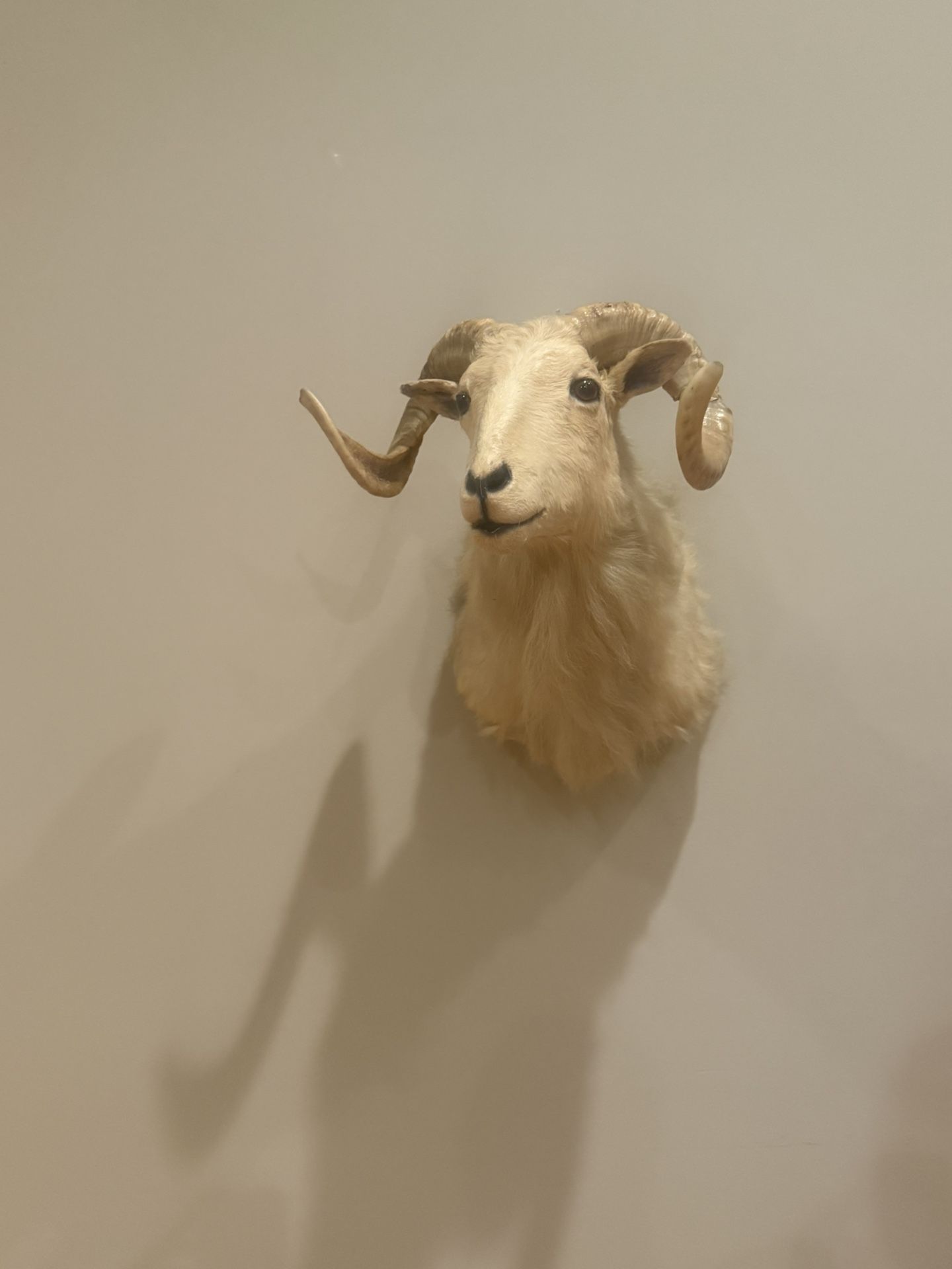 Big Dall Taxidermy Wall Mount