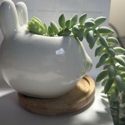 Succulent with Cute rabbit pot 