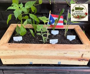 Sofrito Starter Box (13” X 24”)– Handmade Planter with Ají Dulce, Recao, Oregano & Peppers