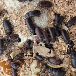 20 Darkling Beetles 