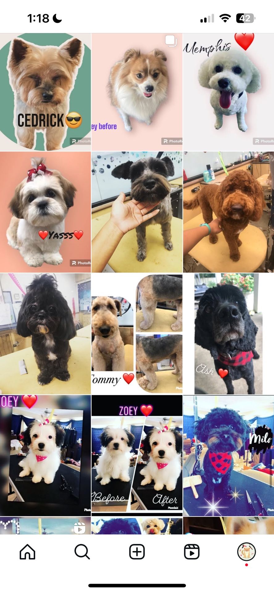Dog Grooming services
