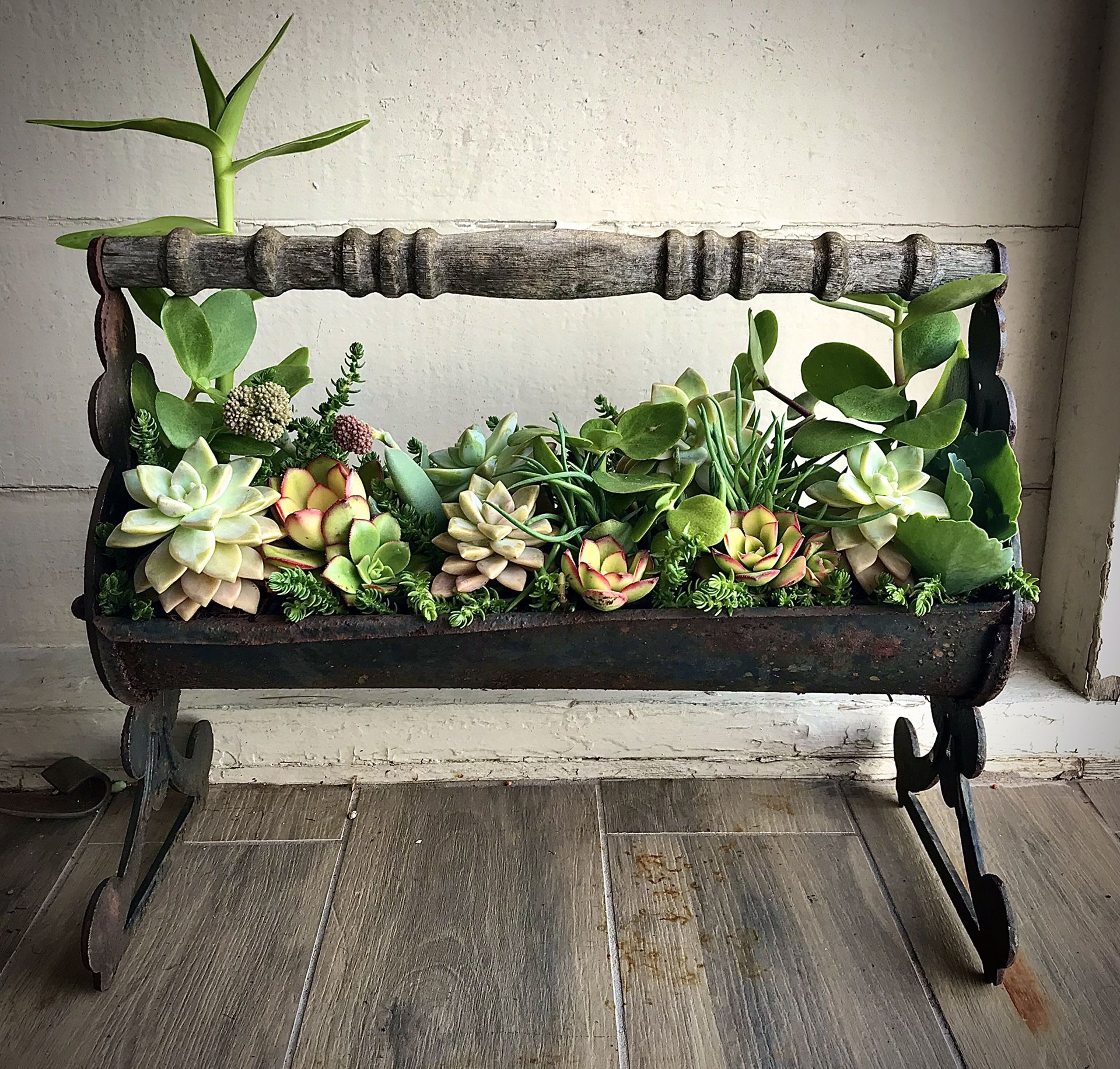 Vintage piece w/ succulents