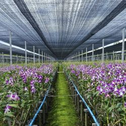 10x12 FT- Sun Shades 