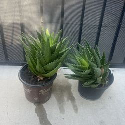 Aloe Vera Nobilis - One Gallon $10 Each