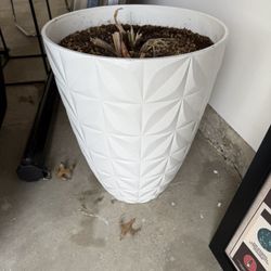 Plant Pot