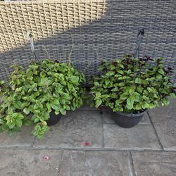 Purple Swedish Ivy Plant - 2 hanging baskets 