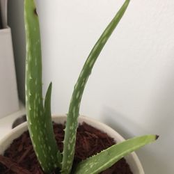 Aloe Vera Plant