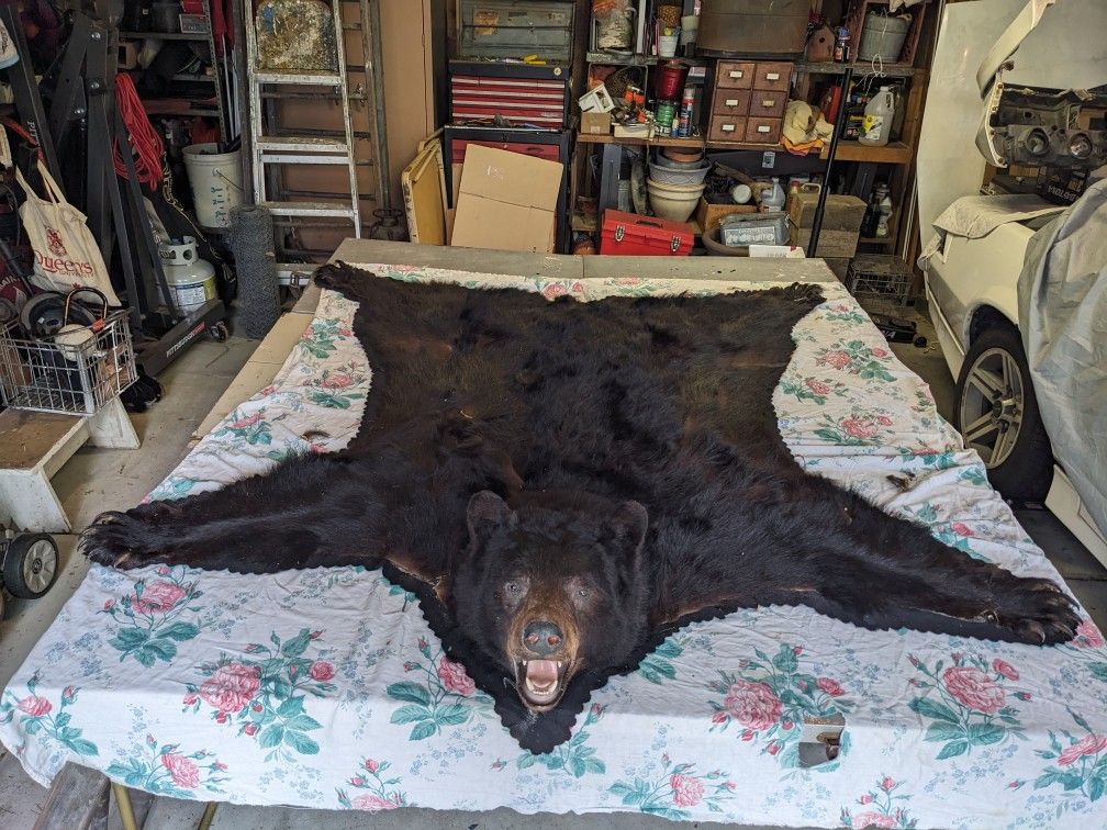 Taxidermy Black Bear Rug