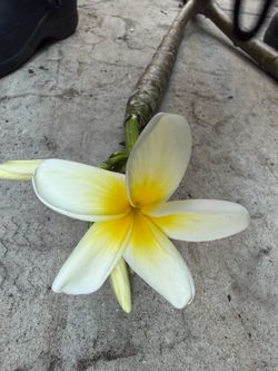 Cutting plumeria