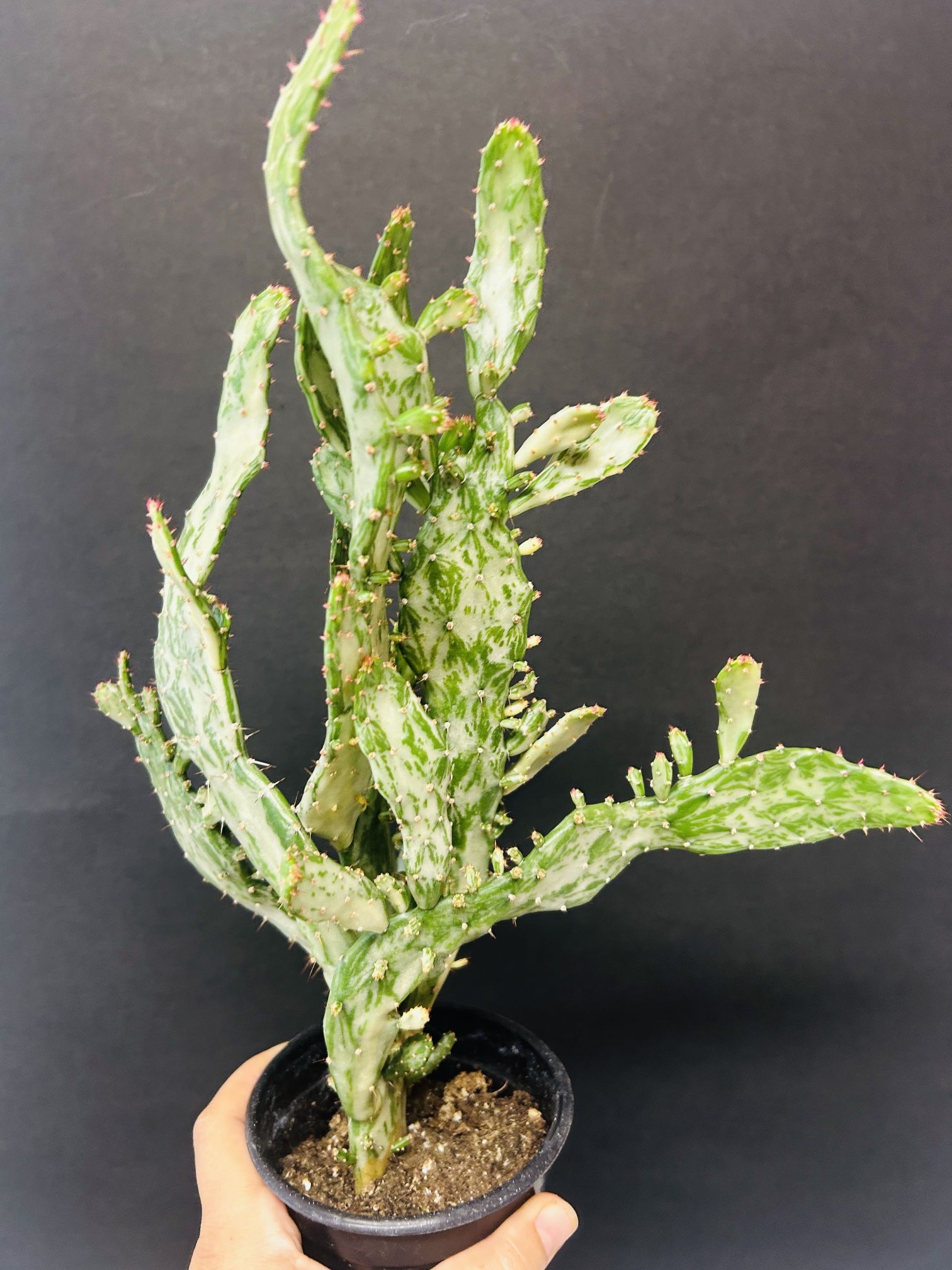 SUMMER SALE‼️ RARE Tropical Plants!