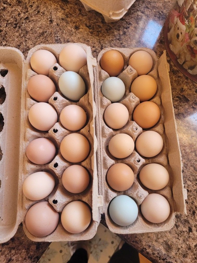 FRESH FARM EGGS