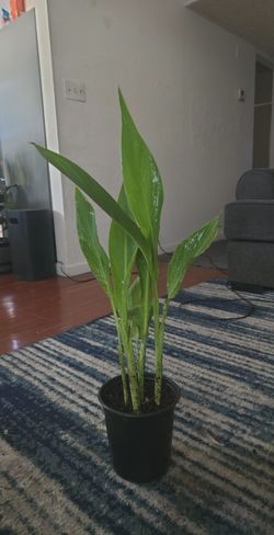 Canna lily plants orange yellow flowers