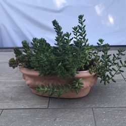 Jelly bean succulents in a pretty terracotta pot 