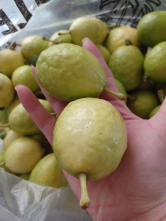 Organic White Guavas