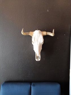 bull Skulls
