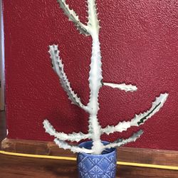 2 ft White Ghost Cactus Euphorbia Lactea