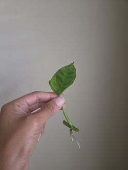 Plant Cutting rooting in water