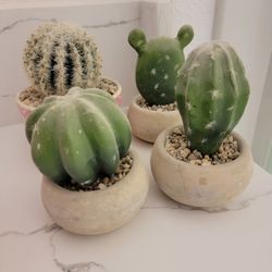 Decorative Cactuses