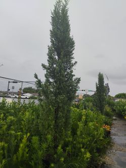 Italian Cypress 8'ft $250🌲