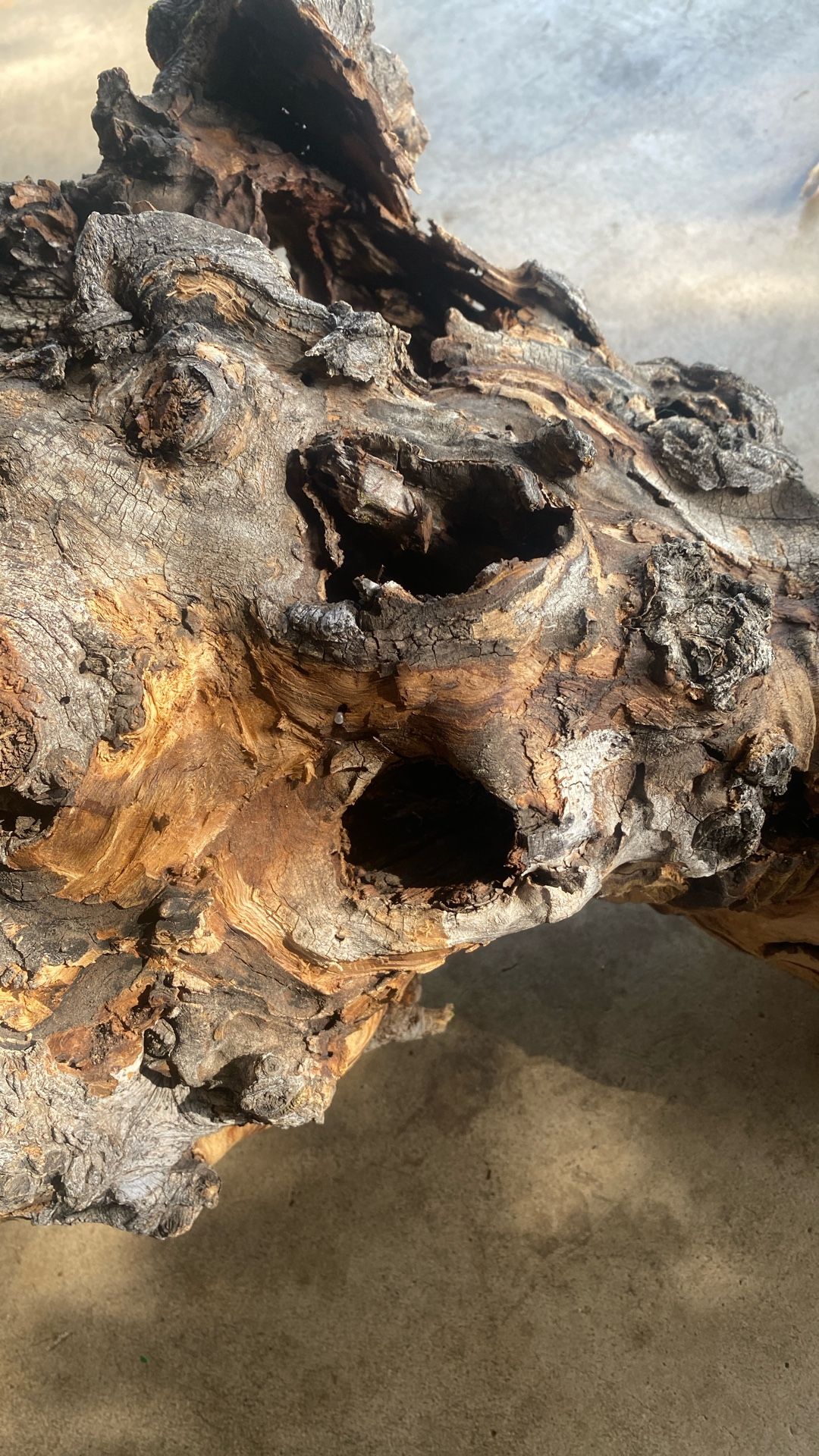 Hallow Branch Lizard Turtle Reptile Wood