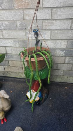 Red dragon succulent fast growing