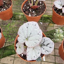 Silver Dillar Begonia 4" Plant