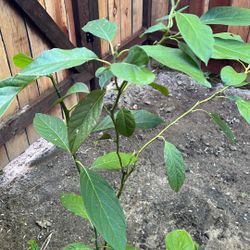 Planta De Aguacate 🥑