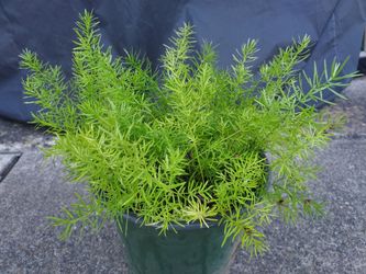 Asparagus Fern