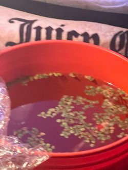 Duckweed
