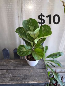 Fiddle leaf fig tree