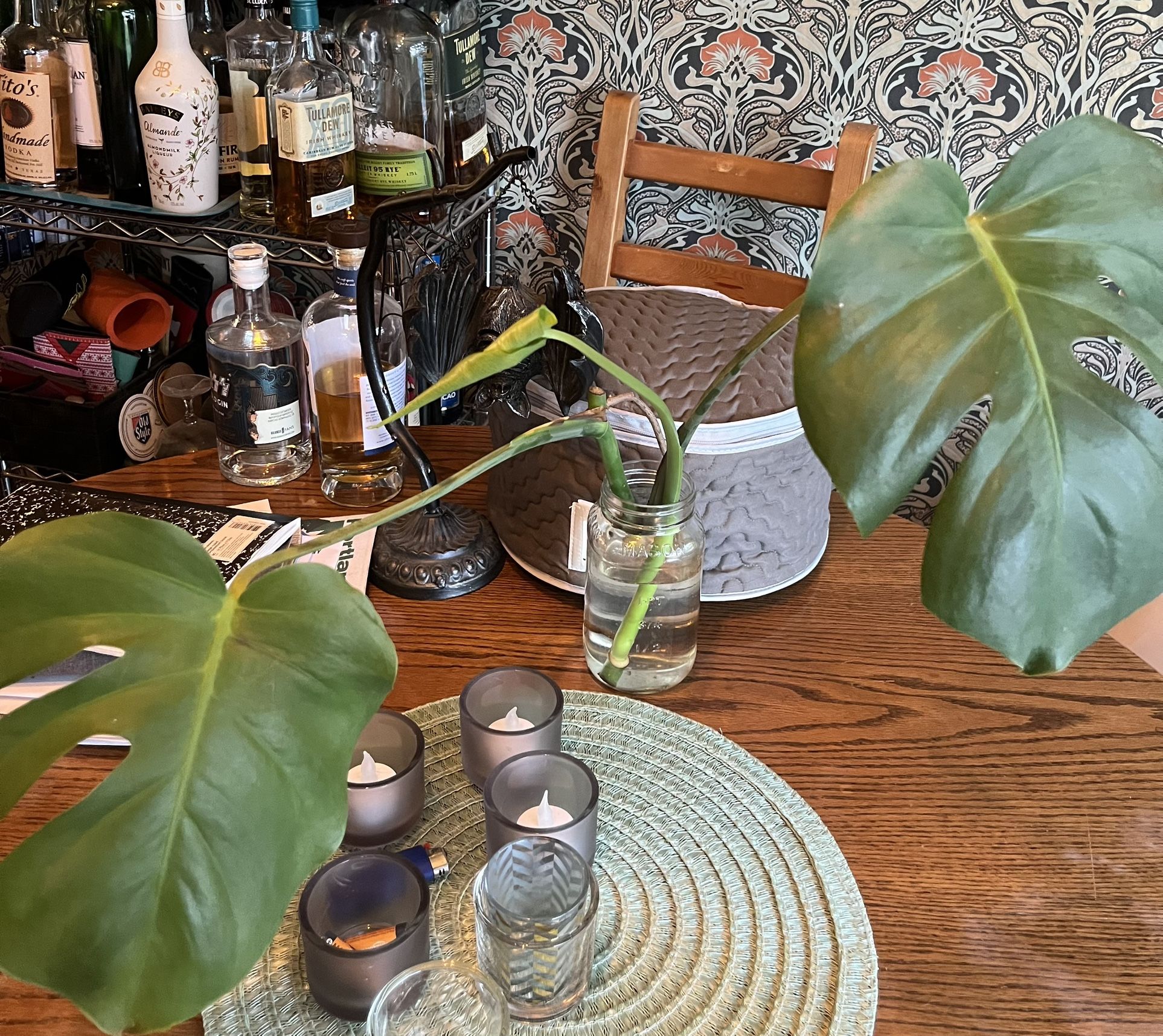 Unrooted And Rooted Houseplant Cuttings