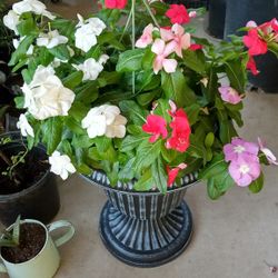 planta de vienca con base ,$22 sin vase   tengo de $10 Y de$12